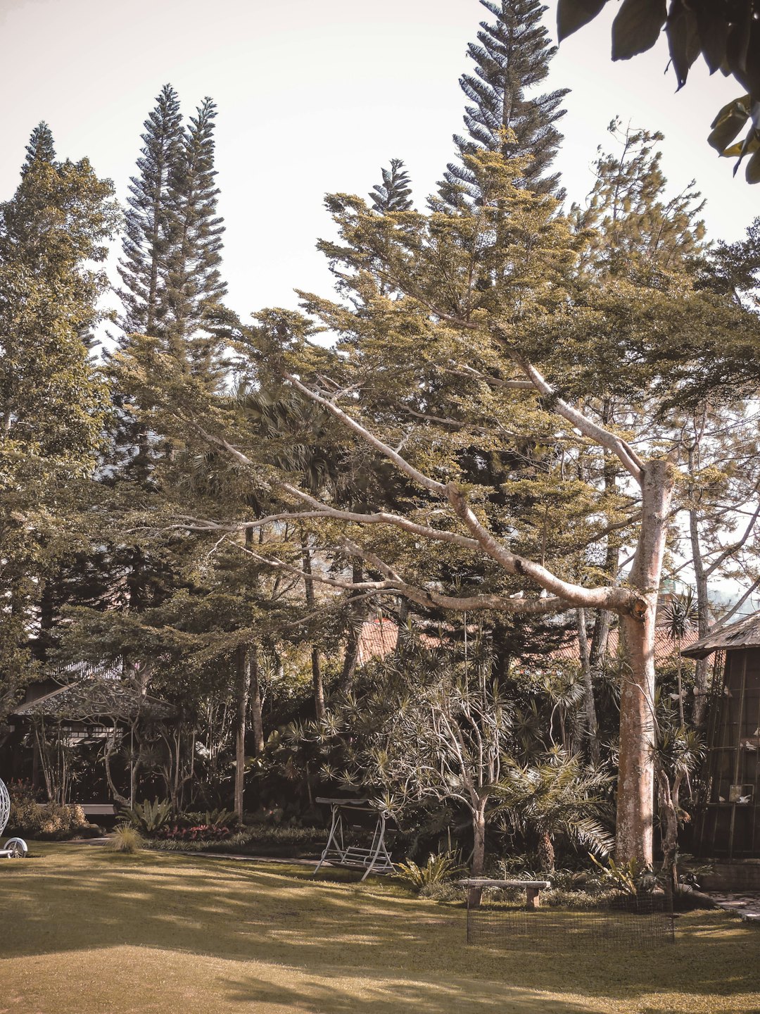 Manicured lawn with garden benches surrounded by tall evergreen trees.